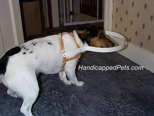 hoop harness for a blind dog